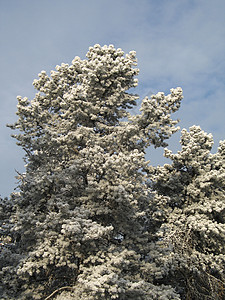 满树积雪蓝色松树毯子土地天空薄片针叶树冰镇寒冷磨砂图片