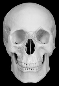 在黑色背景上被孤立的人类头骨小泡塑料丑恶死亡脊柱上颌骨筛骨音量白色鼻音图片
