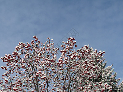 满树积雪红色帽子天空水果蓝色粉末松树橙子毯子生长图片