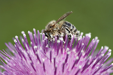 授粉昆虫养蜂业蜡工野蜂宏观蜡师花粉图片