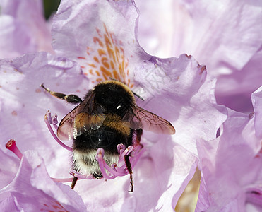 杜鹃花中不起眼的蜜蜂雌蕊小蜜蜂昆虫熊蜂宏观花药心皮柱头图片