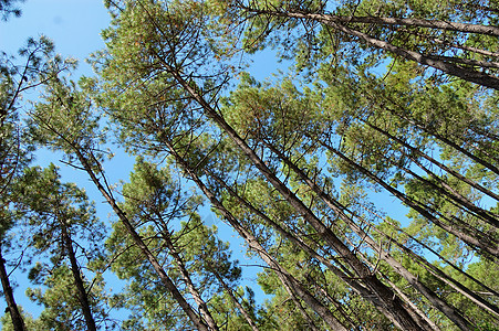 夏天的青蓝天空中的松树图片