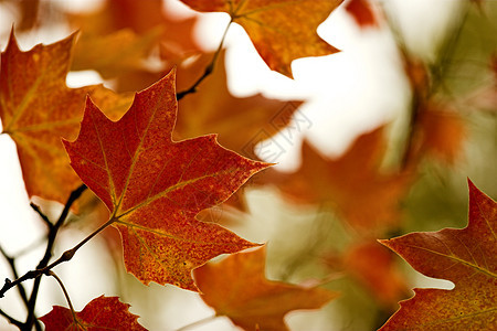 秋叶落叶棕色森林植物季节植物群墙纸公园橙子活力季节性图片