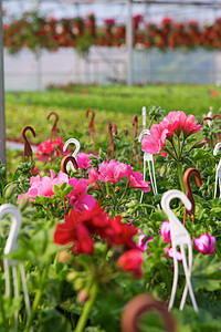 天竺葵种植植物群美味花朵饲养员生长苗圃培育环境风化图片