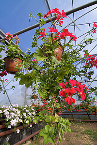 天竺葵花园树苗辉煌饲养员园艺植物学美味植物群温室花朵图片