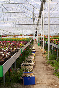 玻璃房植物水培法种植植物群苗圃压痛美味树苗辉煌风化图片