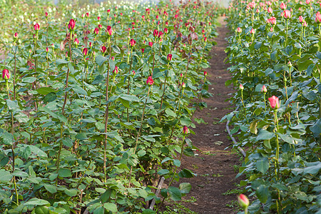 玫瑰种植玫瑰花生长水培法园艺花园饲养员栽培植物学风化植物花朵背景