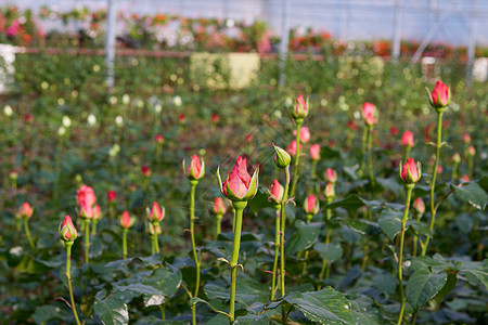 玫瑰花培育风化植物群苗圃树苗辉煌幼苗美丽饲养员花园图片