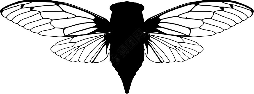 Cicada 胶状科学昆虫棕色昆虫学动物学生物学黑色动物背景图片