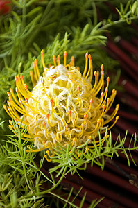 黄花蛋白质花瓣枕形白精橙子烟花野花生长花园荒野植物群图片