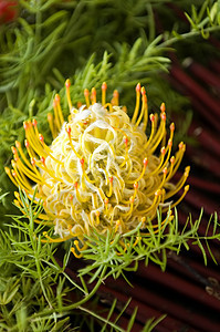 黄花蛋白质花瓣枕形白精橙子烟花野花生长花园荒野植物群图片