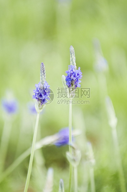 食用盐环境香味蓝色植物群花园绿色草本植物薰衣草农田叶子图片