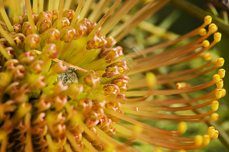 黄花蛋白质花瓣植物群白精叶子眼科生长情调螺旋野花花园图片