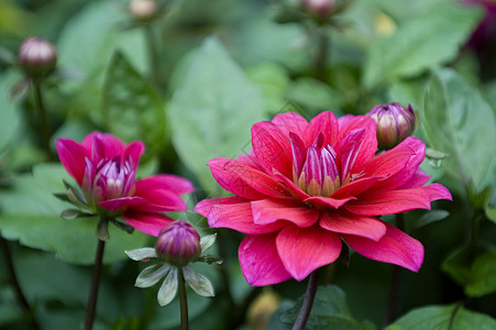 盛开的大丽花花花店季节叶子植物学大丽花花园园艺快乐植物花粉图片