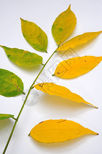 秋余假环境分支机构植物群树叶绿色叶子黄色静脉图片