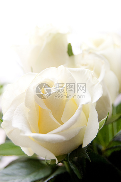 一些白玫瑰图片