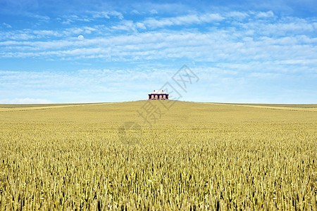 在小麦田中的房屋图片