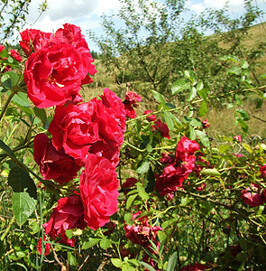 野玫瑰植物群玫瑰花朵荒野植物园艺红色植物学花瓣花园图片