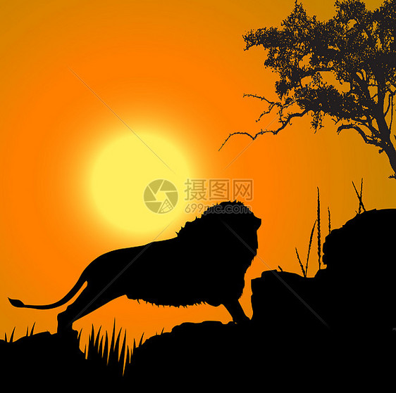 狮子 野生生物 太阳背景的月光观图片