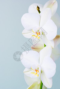 兰花白色植物学植物枝条植物群热带图片