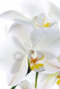 兰花枝条异国花瓣情调植物宏观植物学白色植物群热带图片