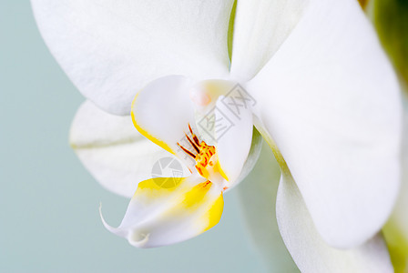 兰花细节热带植物群宏观花瓣白色植物学植物图片