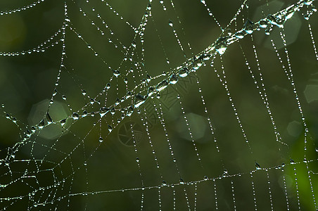 带有闪亮露珠的 cobweb灯丝亮度珠子蜘蛛网细节蹼状特写蛛网斑点宏观图片
