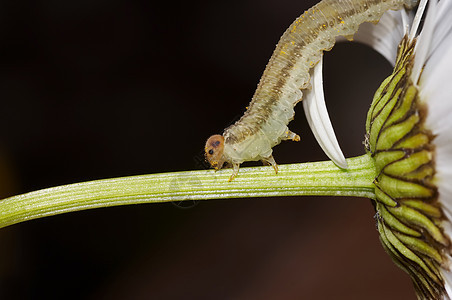 叶子边吃草昆虫驱虫害虫植物白色妈妈宏观花瓣毛虫黄色图片