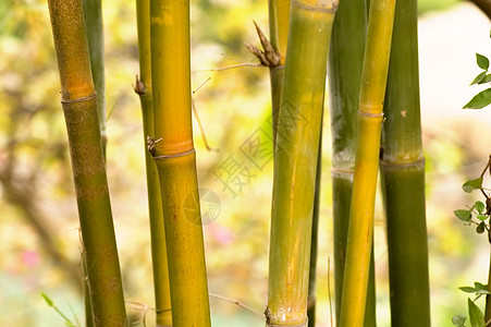 竹子圆形两极木头植物森林植物学黄色叶子棕色枝条图片