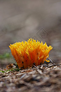 黄黄珊瑚蘑菇俱乐部宏观童话菌类植物淡水海绵图片