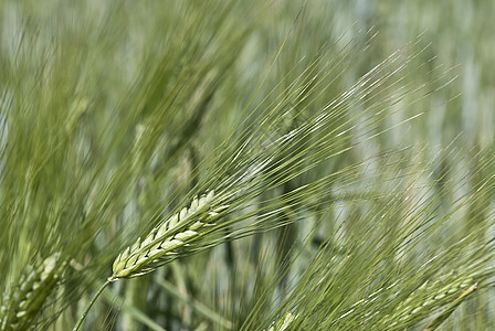 草泥马植物农业营养小麦燕麦蔬菜产品谷物乡村绿色图片