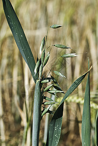 草泥马蔬菜植物播种谷物营养玉米燕麦农村乡村粮食图片