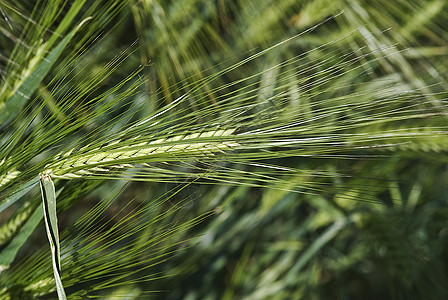 草泥马尖刺玉米植物农村收成绿色蔬菜播种种植收获图片