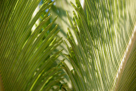 复杂背景背景树叶棕榈绿色叶子图片