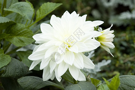 开花大丽花美丽叶子花束快乐花瓣植物群生长植物学季节植物图片