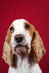 可爱的手表友谊良种宠物小狗猎犬朋友犬类毛皮头发图片