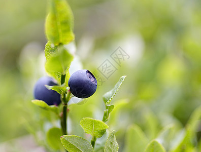 蓝莓灌木产品宏观蓝色食物水果覆盆子植物图片