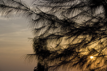 日落的松树图片