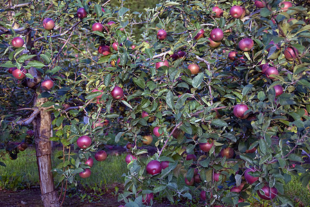苹果树生长红色农业水果食物收成季节性果园叶子图片