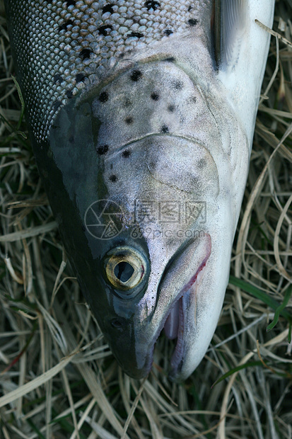 特鲁眼睛飞鱼爱好运动钓鱼棕色宏观鳟鱼怪物黄色图片