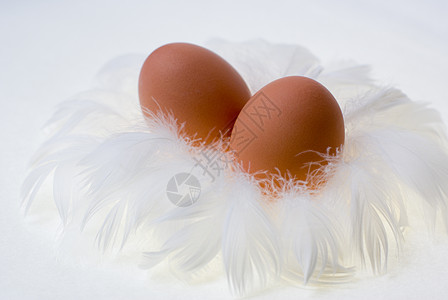 羽毛巢中的鸡蛋图片
