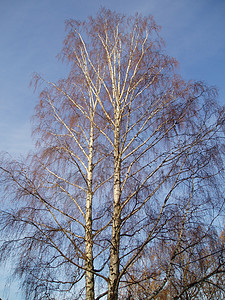 树冠分支机构枝条天空小枝树木桦木图片