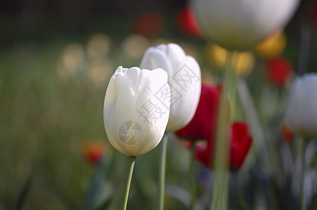 郁金花花园2图片