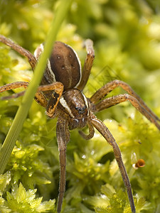 蜘蛛蛛网四肢昆虫猎人腹部宏观绿色草地图片