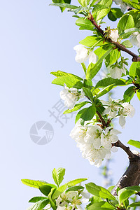 春露或樱桃树叶和花朵环境保护太阳叶子蓝天晴天阳光自然叶面季节樱桃花图片