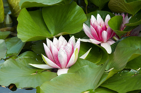 尼努法在水面上百合植物边缘树叶荷花白色图片