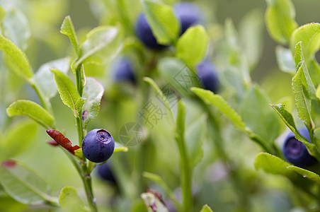 蓝莓灌木水果蓝色产品食物宏观植物覆盆子图片