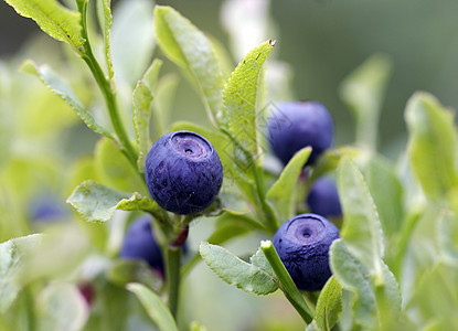 蓝莓灌木蓝色产品植物食物宏观覆盆子水果饮食图片