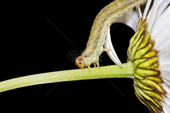 叶子边吃草妈妈昆虫害虫白色植物流水账黄色宏观雏菊毛虫图片