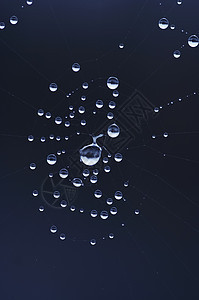 蜘蛛网上的滴子珠子露水纤维飞沫特写斑点蹼状蛛网细节蜘蛛网图片
